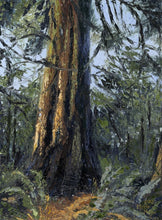 Load image into Gallery viewer, Ancient Cedar, Bowen Island, Fine Art Canvas Print